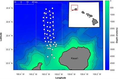 North Pacific minke whales call rapidly when calling conspecifics are nearby